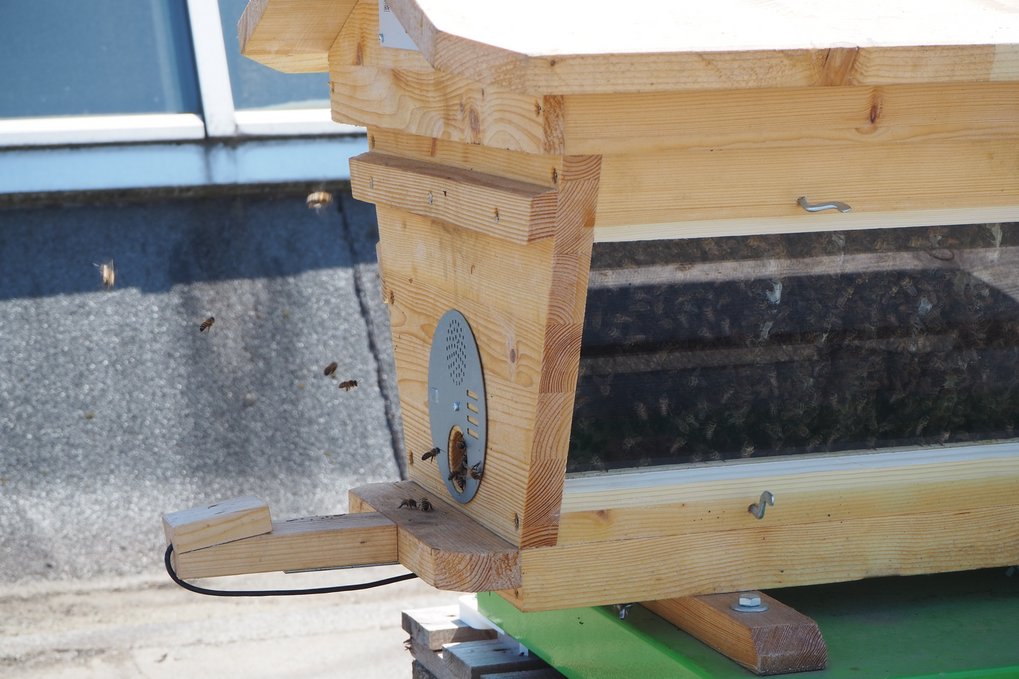 10.000 bees live on the roof of the Max-Planck-Institut für Eisenforschung. Wooden bee hive with visible entrance, surrounded by flying bees, situated outdoors.