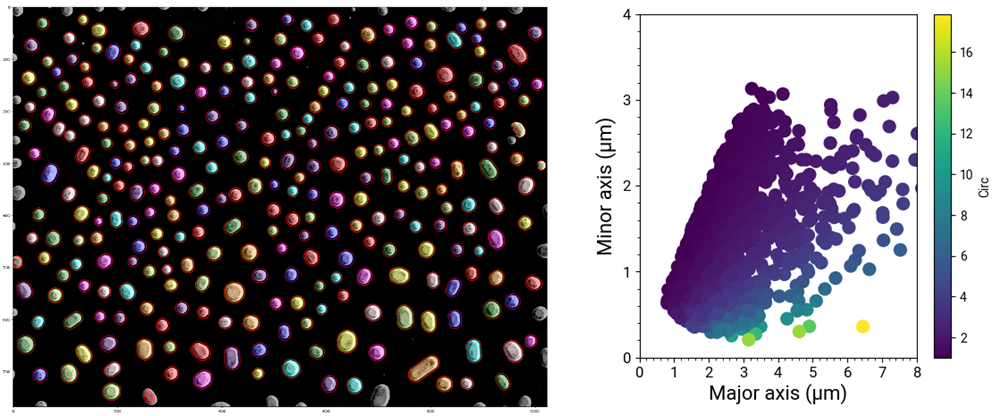 Morphological characterization of the dewetted microparticles. Left: Segmented image of the microparticles using Python programming. Right: Measurements of major and minor axis and circularity of over 1600 particles.