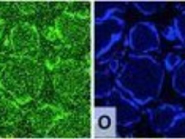 Stress and Defects Driven Phase Transformations