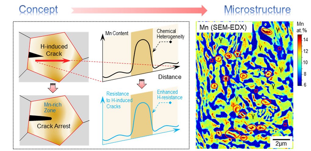 The exploration of chemical heterogeneity inside the microstructure leads to an enhanced resistance to hydrogen induced cracking, thus suppressing hydrogen induced premature failure (left image). The microstructure was realized in a high-strength manganese-containing steel where a high-number density of microscopically confined manganese-rich zones were produced, serving to blunt and arrest hydrogen-induced microcracks (some of the manganese-rich buffer zones are marked by elliptical frames in the right image). The exploration of chemical heterogeneity inside the microstructure leads to an enhanced resistance to hydrogen induced cracking, thus suppressing hydrogen induced premature failure (left image). The microstructure was realized in a high-strength manganese-containing steel where a high-number density of microscopically confined manganese-rich zones were produced, serving to blunt and arrest hydrogen-induced microcracks (some of the manganese-rich buffer zones are marked by elliptical frames in the right image).