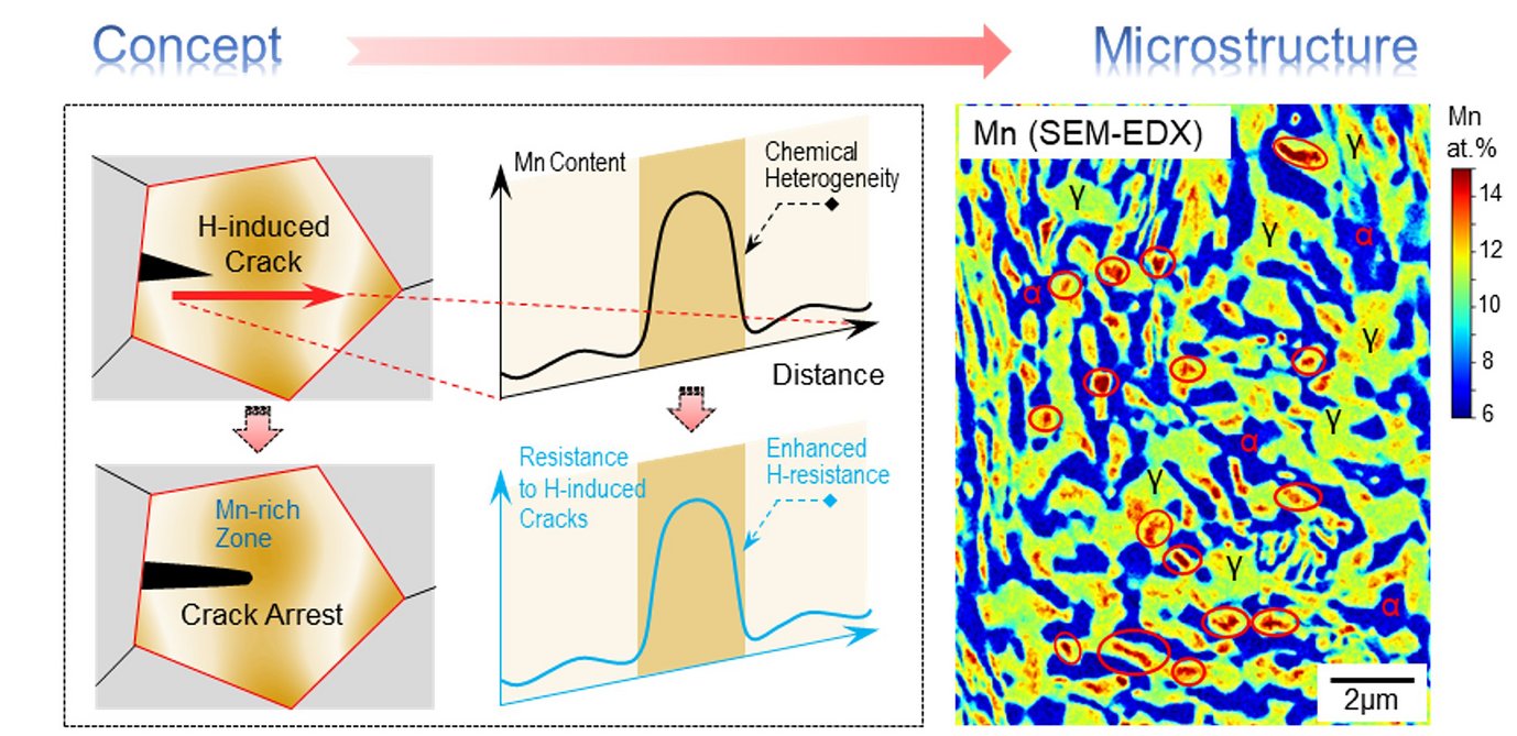 The exploration of chemical heterogeneity inside the microstructure leads to an enhanced resistance to hydrogen induced cracking, thus suppressing hydrogen induced premature failure (left image). The microstructure was realized in a high-strength manganese-containing steel where a high-number density of microscopically confined manganese-rich zones were produced, serving to blunt and arrest hydrogen-induced microcracks (some of the manganese-rich buffer zones are marked by elliptical frames in the right image).