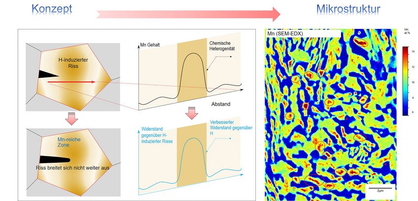 Chemische Heterogenität innerhalb der Mikrostruktur führt zu einer verbesserten Beständigkeit gegen wasserstoffinduzierte Rissbildung und unterdrückt damit ein wasserstoffinduziertes vorzeitiges Materialversagen (linkes Bild). Diese Mikrostruktur wurde in einem hochfesten manganhaltigen Stahl eingestellt, in dem eine hohe Dichte an ultrafeinen manganreichen Zonen erzeugt wurde, die dazu dienen, wasserstoffinduzierte Mikrorisse abzustumpfen und aufzuhalten (einige der manganreichen Pufferzonen sind durch rote Ellipsen im rechten Bild markiert). Chemische Heterogenität innerhalb der Mikrostruktur führt zu einer verbesserten Beständigkeit gegen wasserstoffinduzierte Rissbildung und unterdrückt damit ein wasserstoffinduziertes vorzeitiges Materialversagen (linkes Bild). Diese Mikrostruktur wurde in einem hochfesten manganhaltigen Stahl eingestellt, in dem eine hohe Dichte an ultrafeinen manganreichen Zonen erzeugt wurde, die dazu dienen, wasserstoffinduzierte Mikrorisse abzustumpfen und aufzuhalten (einige der manganreichen Pufferzonen sind durch rote Ellipsen im rechten Bild markiert).