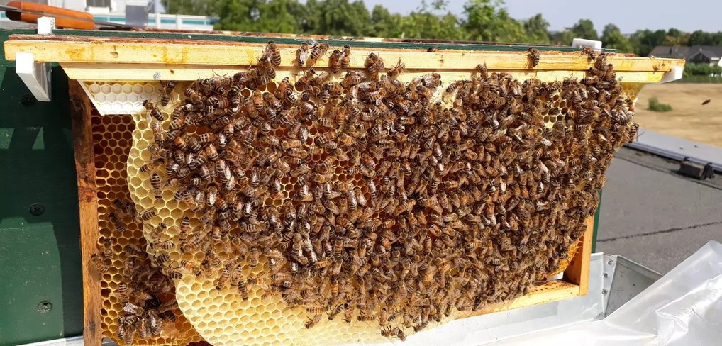 Honeycomb with bees