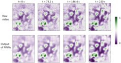 Qualitative reproduction of HAADF STEM video sequences of high entropy alloy decomposition using PINN. Further improvements in PINN are on-going for quantitative agreement.