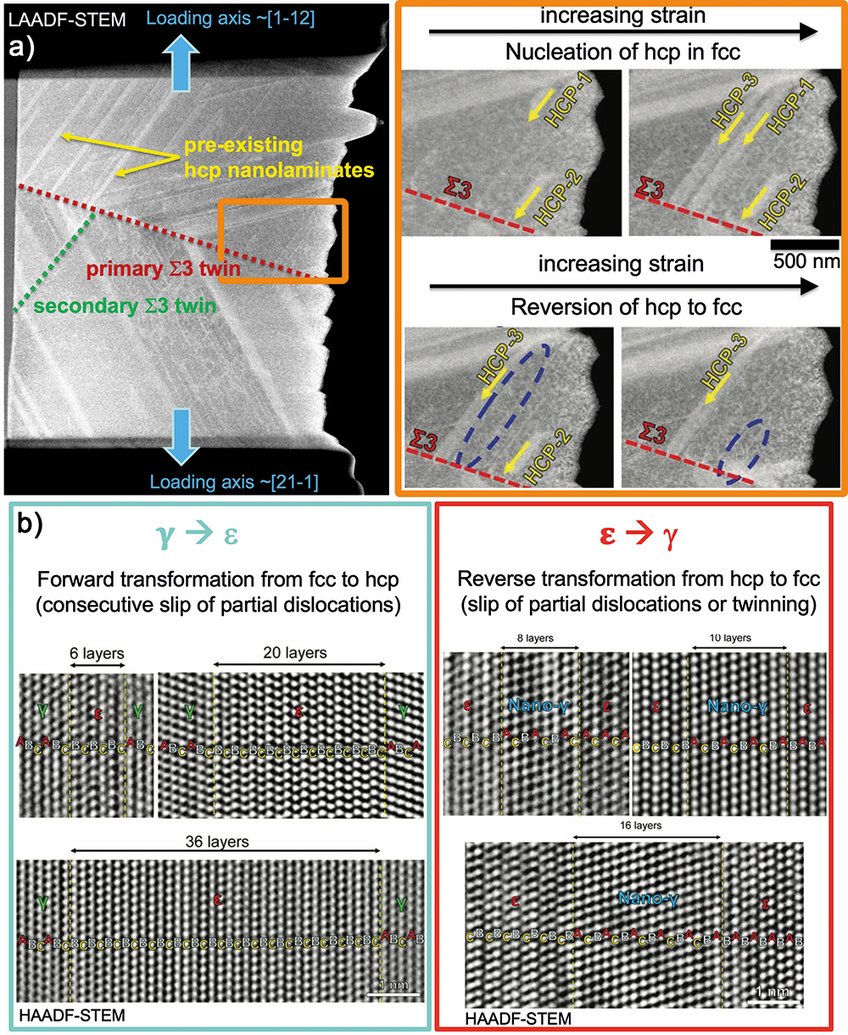 Fig. 1: a) Low angle annular dark-field (LAADF) STEM image of the focused ion beam prepared straining sample form a fcc g-block with pre-existing hcp e-nanolaminates. Dynamic bidirectional forward gàe and backward eàg transformation upon straining. b) Atomic resolution STEM images of various configurations of e-nanolaminates in a g-block, respectively g-nanotwins in a e-block, after bulk tensile deformation. Fig. 1: a) Low angle annular dark-field (LAADF) STEM image of the focused ion beam prepared straining sample form a fcc g-block with pre-existing hcp e-nanolaminates. Dynamic bidirectional forward gàe and backward eàg transformation upon straining. b) Atomic resolution STEM images of various configurations of e-nanolaminates in a g-block, respectively g-nanotwins in a e-block, after bulk tensile deformation.