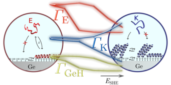 Controlled adsorption and reorientation on smart interfaces is studied in-situ by ATR-IR spectroscopy. Controlled adsorption and reorientation on smart interfaces is studied in-situ by ATR-IR spectroscopy.