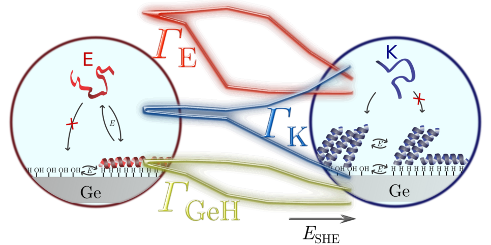 Controlled adsorption and reorientation on smart interfaces is studied in-situ by ATR-IR spectroscopy.