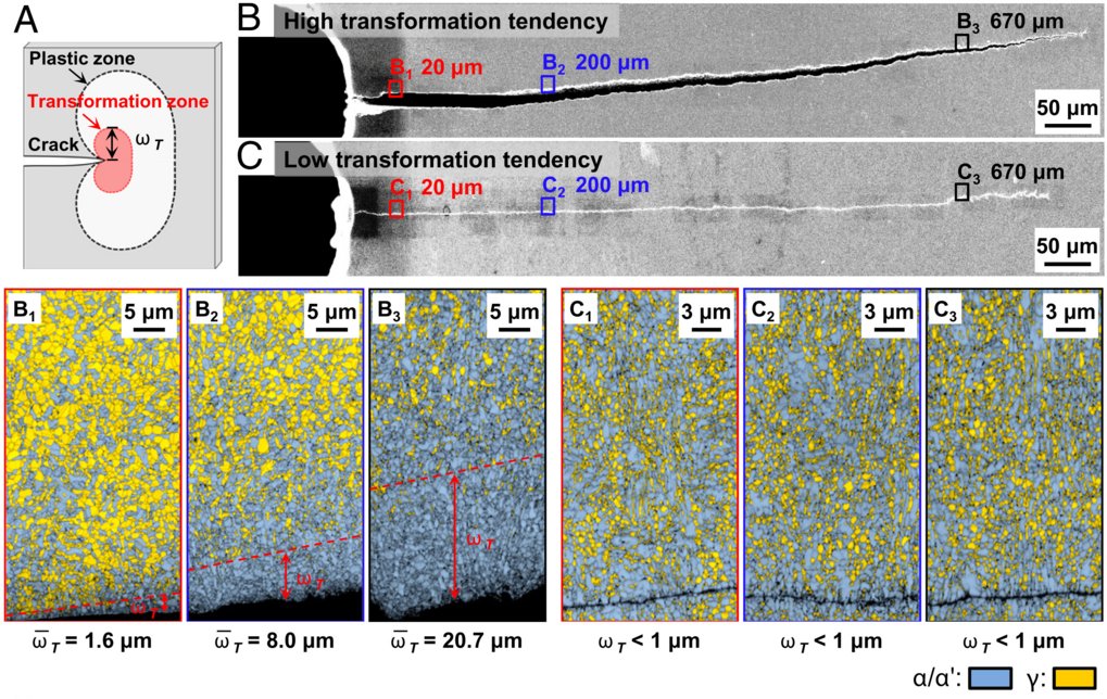 The dual role of martensitic transformation in fatigue crack growth