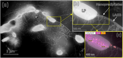 Figure: Microstructure of an in situ alloyed Ni-based alloy after aging at high-temperature. (a) STEM-HAADF image showing a large precipitates (LP) along low-angle grain boundary (LAGB) surrounded by dislocation tangles. (b) In detail a LP along a LAGB decorated with nanoprecipitates (NP) with a mean diameter of 25 nm. (c) HAADF image superimposed by Ti and Nb EDS maps.