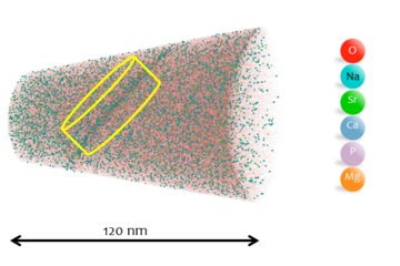Exploring possible applications of atom probe tomography in the biological sciences