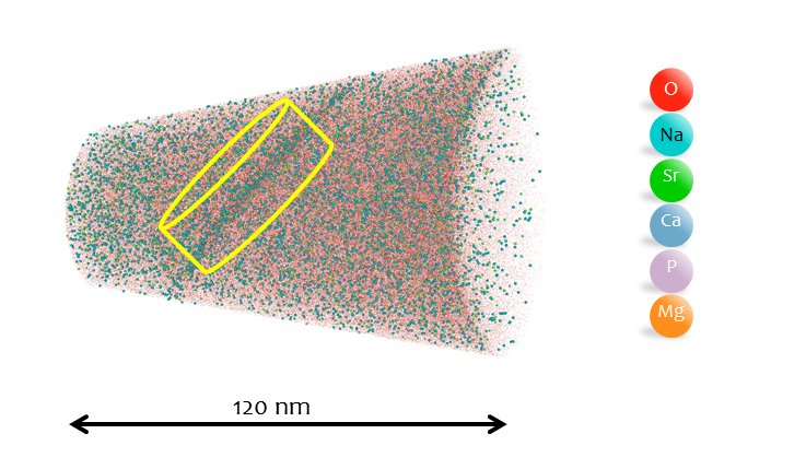 Exploring possible applications of atom probe tomography in the biological sciences