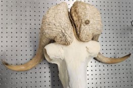 Multiscale investigation of impact mitigation strategies: Biomimicking muskox head