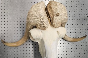 Multiscale investigation of impact mitigation strategies: Biomimicking muskox head