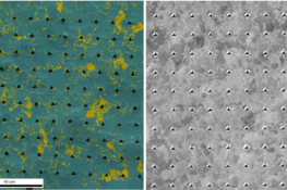 Impact of hydrogen at interfaces in dual phase steels via novel micromechanical testing
