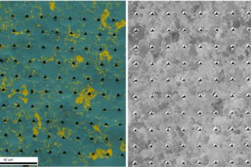 Impact of hydrogen at interfaces in dual phase steels via novel micromechanical testing