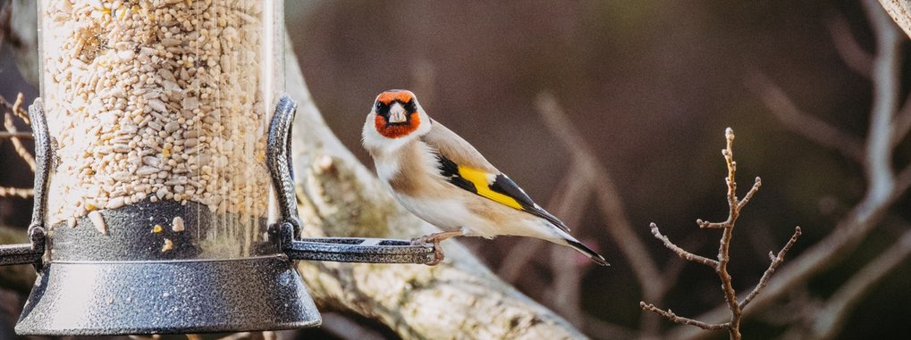 A goldfinch perched on a bird feeder with seeds.