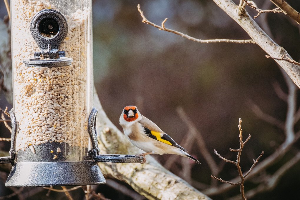 Ein Vogel, der an einer Futterstelle sitzt und direkt in die Kamera schaut