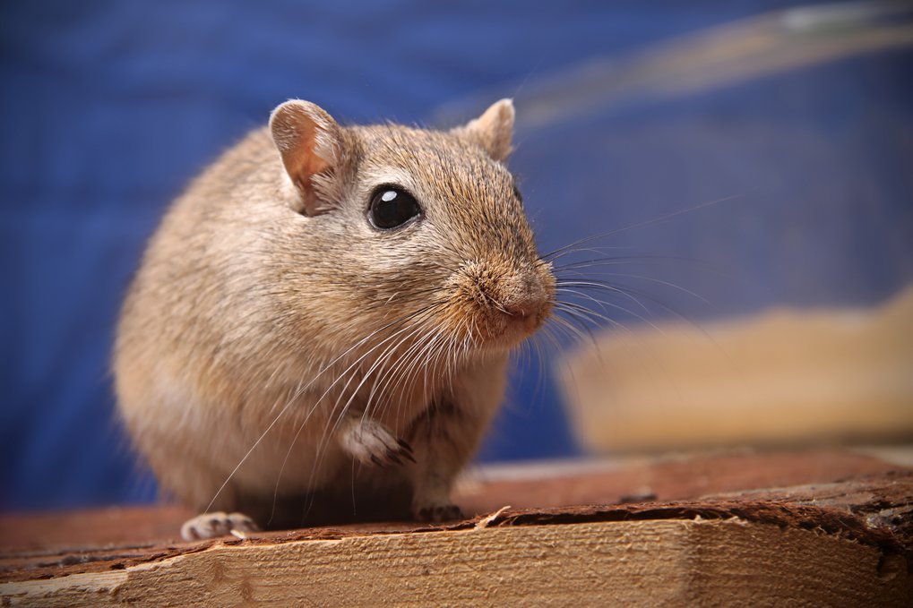 If mice smell fatty foods during pregnancy, this can increase the risk of overweight and obesity in their offspring.