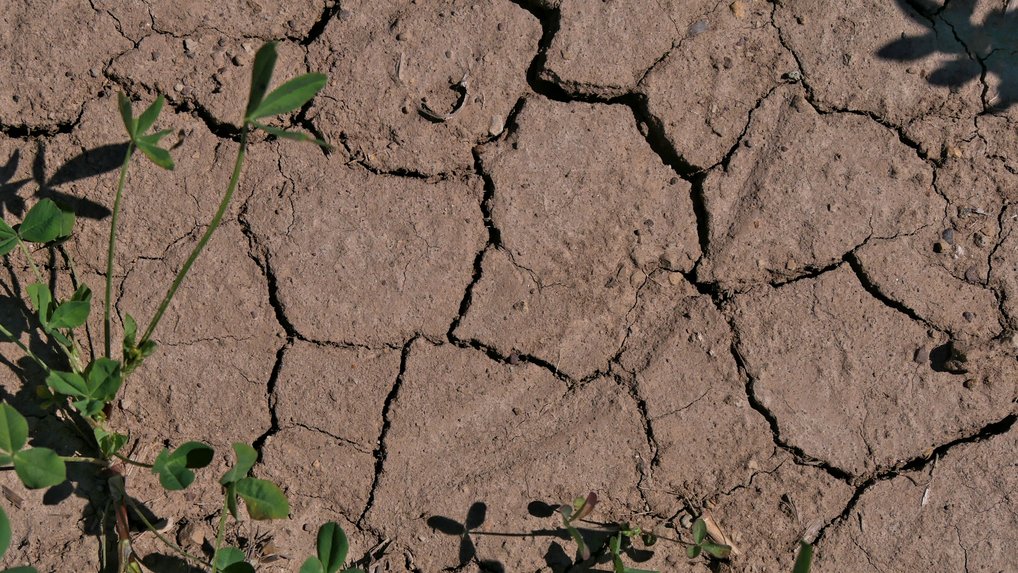 Cracks in the soil