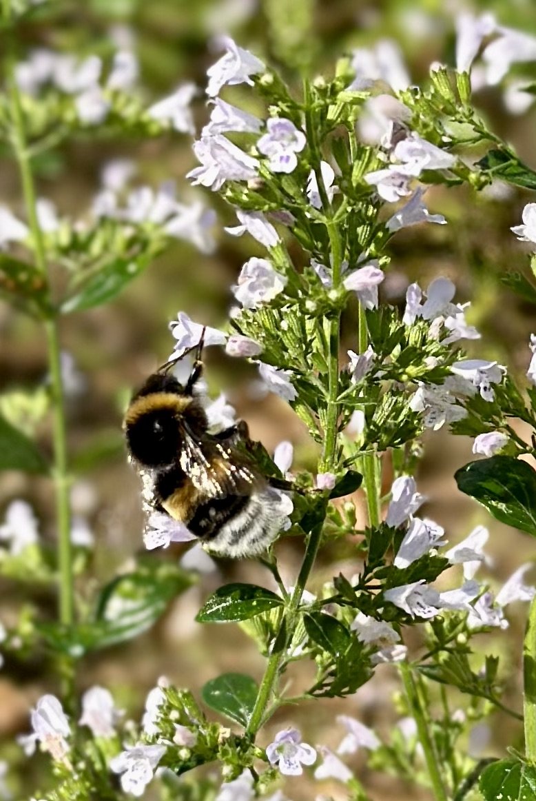 A bee sitting on a flower