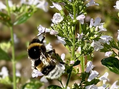 A bee sitting on a flower