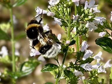 Eine Biene, die auf einer Blume sitzt