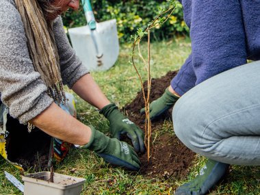 Two people planting a plant