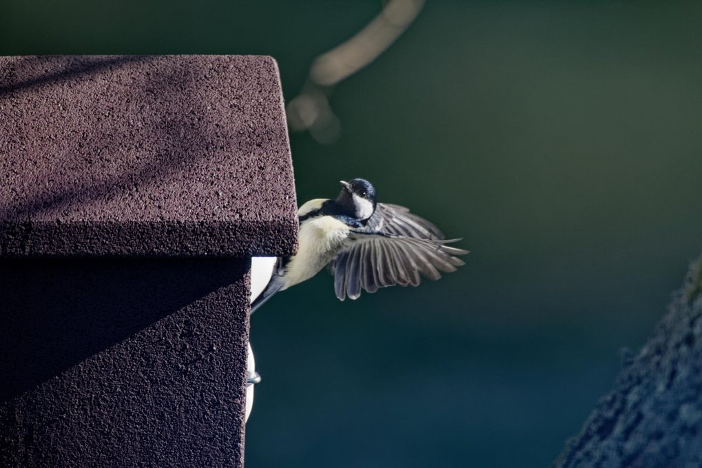 Ein Vogel, der an einem Vogelhaus sitzt und kurz vorm Abflug ist