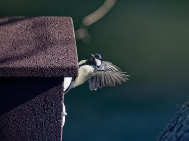 Ein Vogel, der an einem Vogelhaus sitzt und kurz vorm Abflug ist