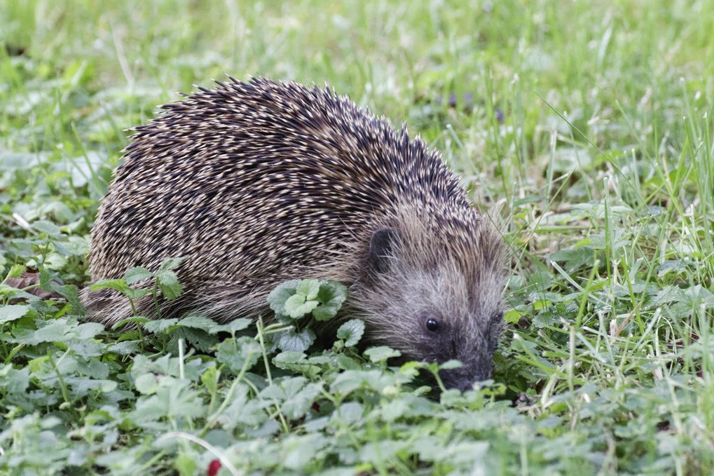 Ein Igel im Gras