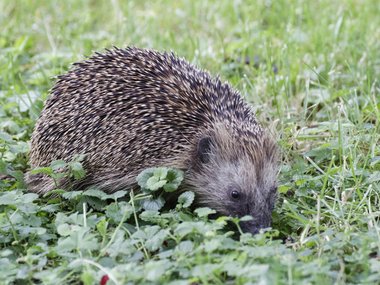 Ein Igel im Gras
